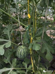 南京郑州吃瓜,两地美食文化碰撞之旅